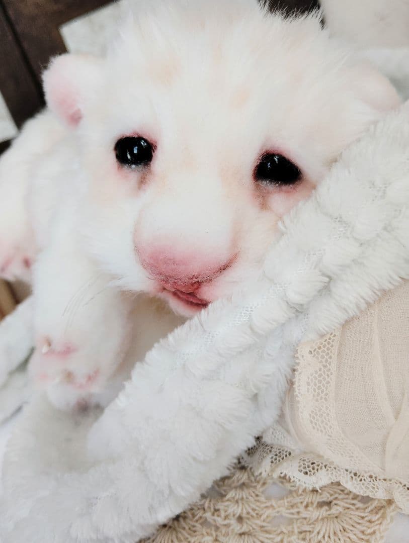 ぽってりお腹のホワイトライオンベビー♡赤ちゃん♡アートドール♡ぬいぐるみ♡