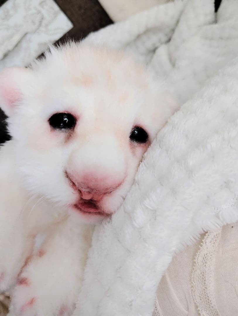 ぽってりお腹のホワイトライオンベビー♡赤ちゃん♡アートドール♡ぬいぐるみ♡