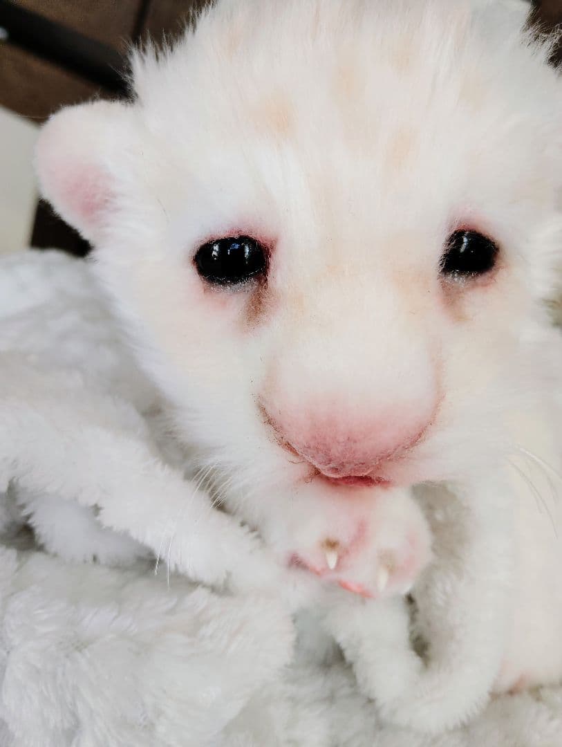 ぽってりお腹のホワイトライオンベビー♡赤ちゃん♡アートドール♡ぬいぐるみ♡