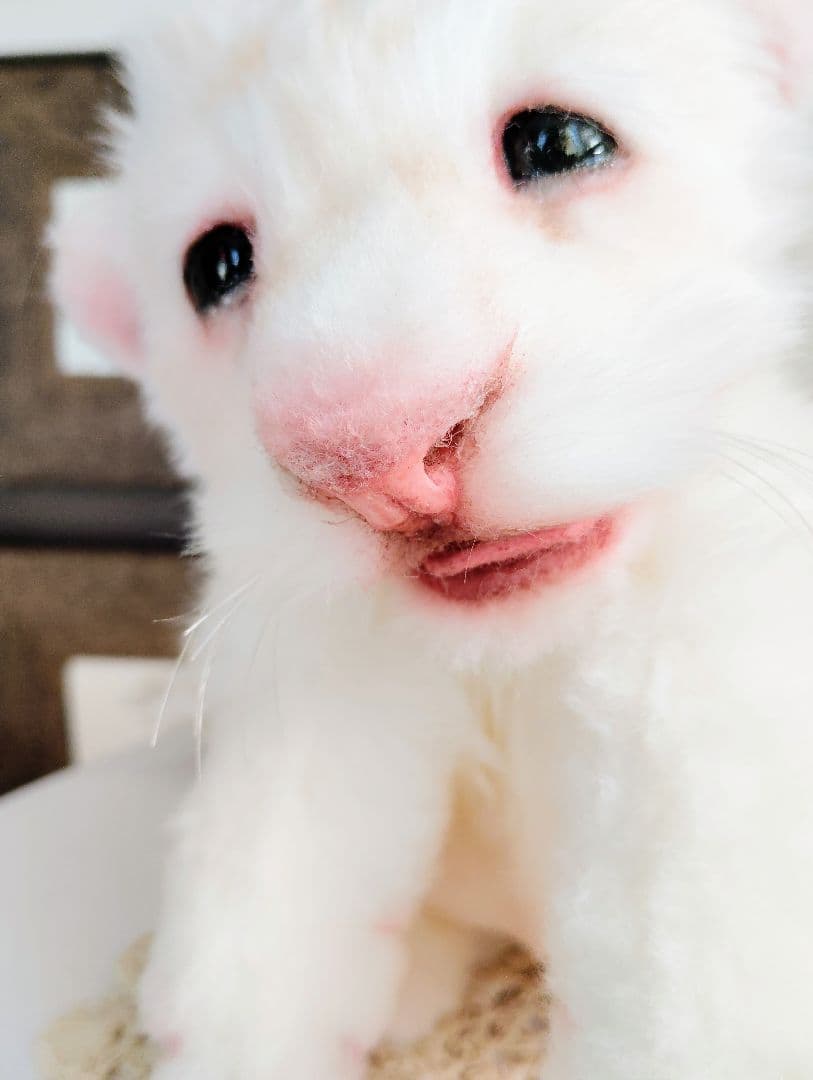 ぽってりお腹のホワイトライオンベビー♡赤ちゃん♡アートドール♡ぬいぐるみ♡