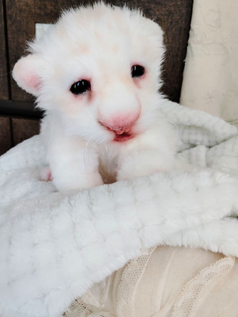 ぽってりお腹のホワイトライオンベビー♡赤ちゃん♡アートドール♡ぬいぐるみ♡