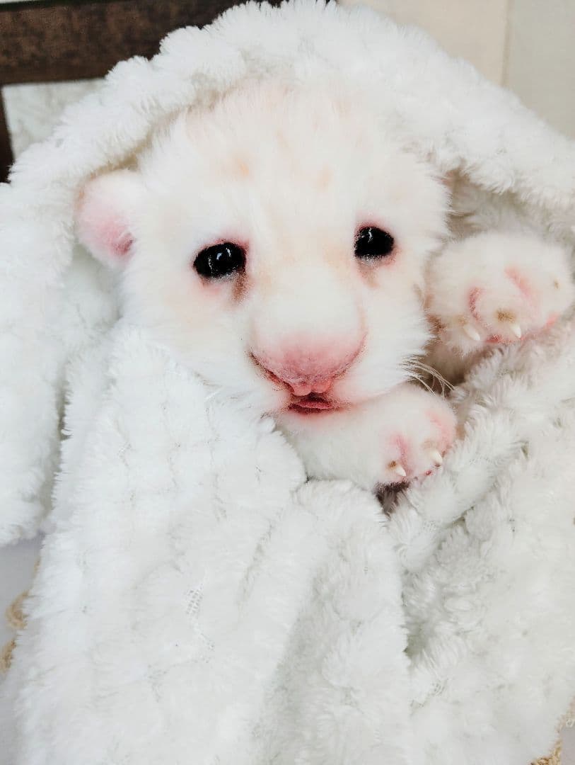 ぽってりお腹のホワイトライオンベビー♡赤ちゃん♡アートドール♡ぬいぐるみ♡