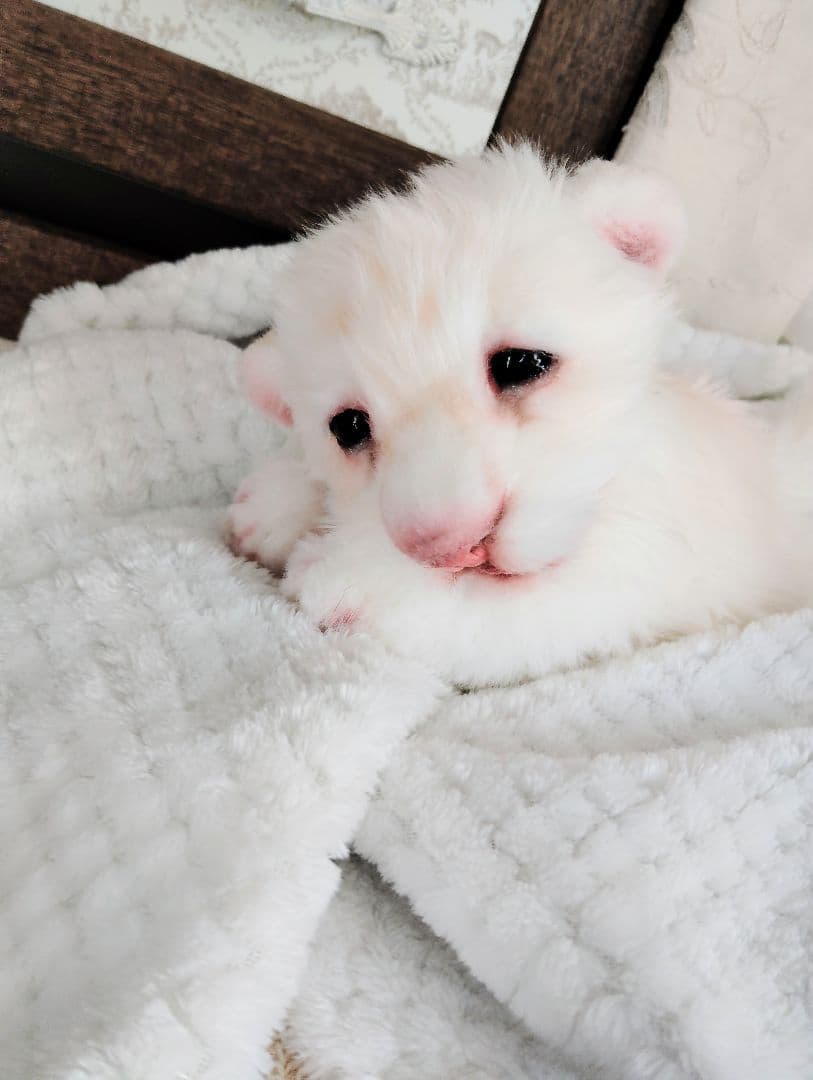 ぽってりお腹のホワイトライオンベビー♡赤ちゃん♡アートドール♡ぬいぐるみ♡