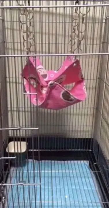 モモンガハウス（ハリネズミ柄）かのこボアｂ  冬・春・秋仕様 ポーチ 2200円