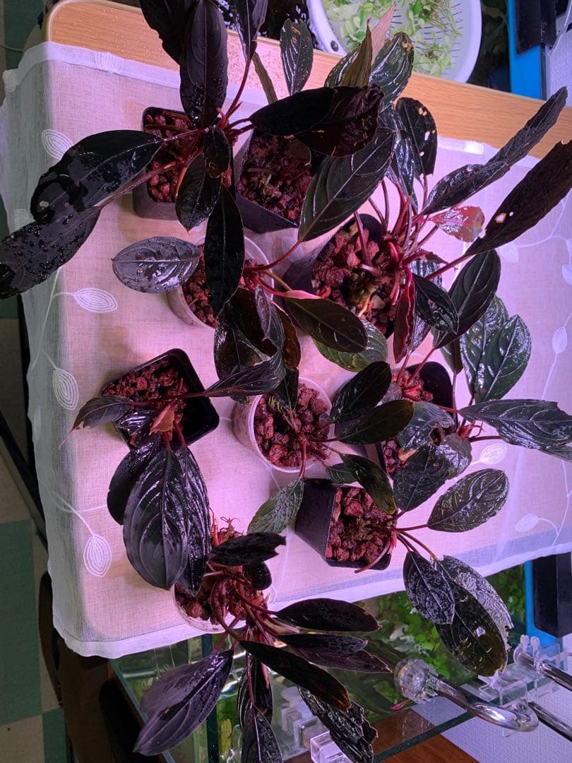 ブセファランドラ　スケルトンキング　１５株