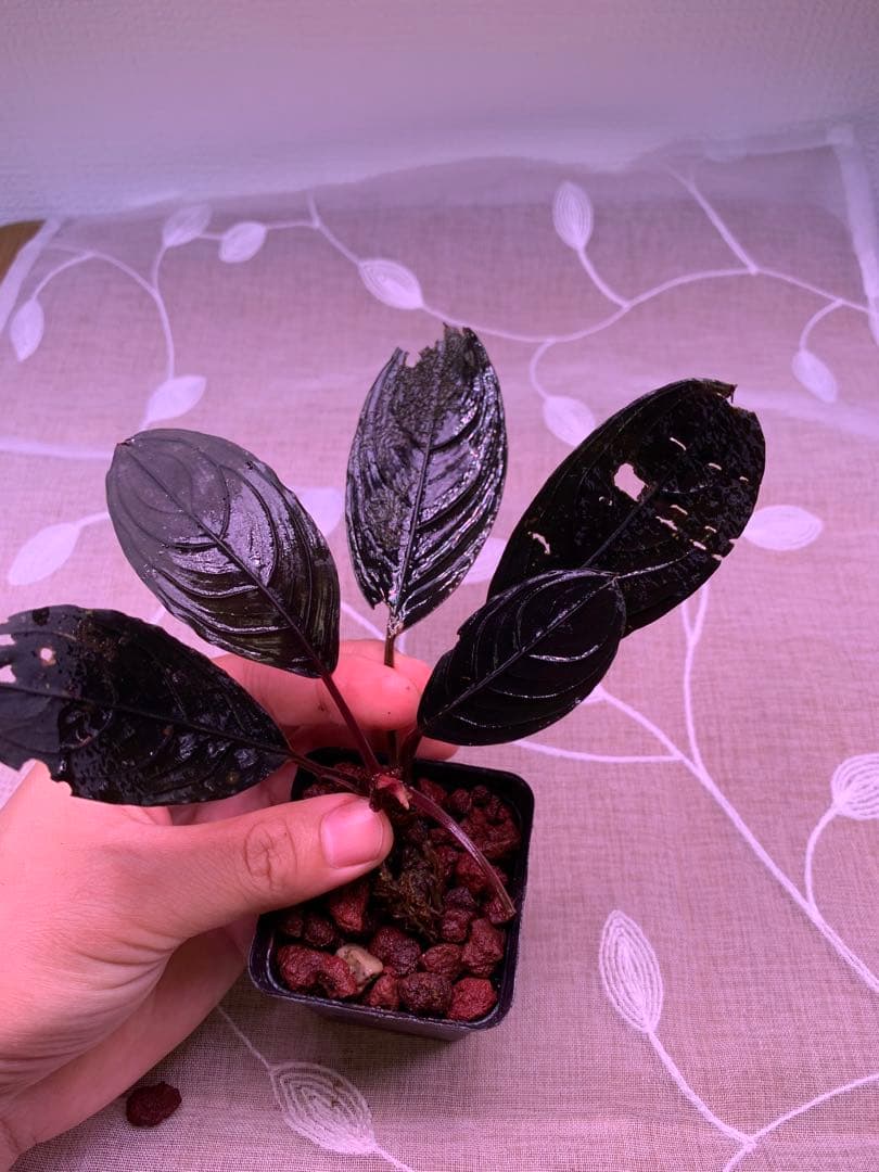 ブセファランドラ　スケルトンキング　１５株