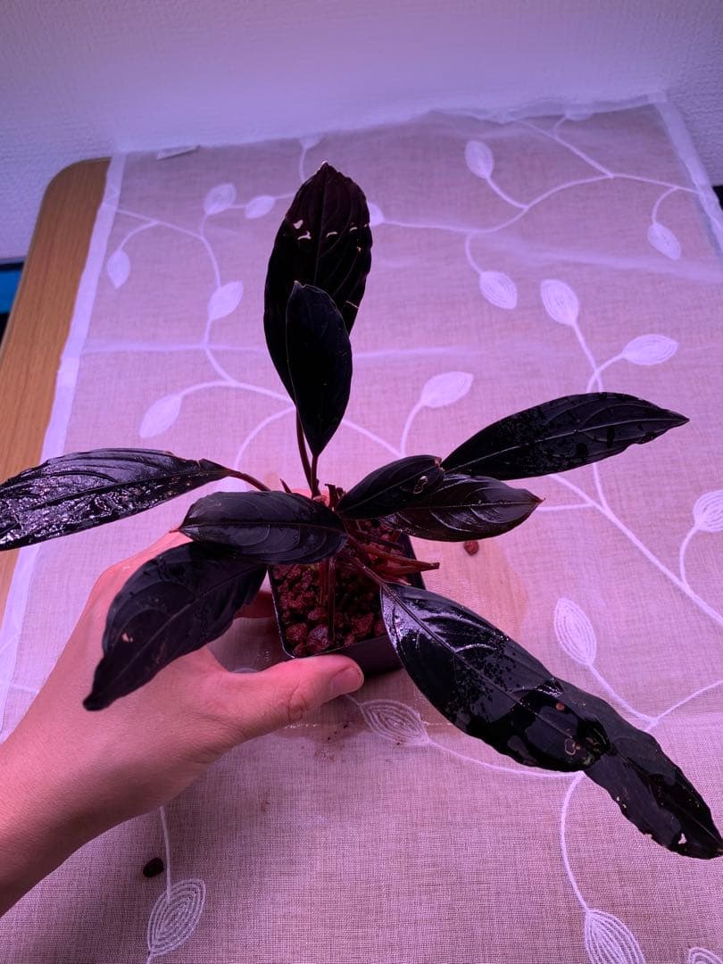 ブセファランドラ　スケルトンキング　１５株