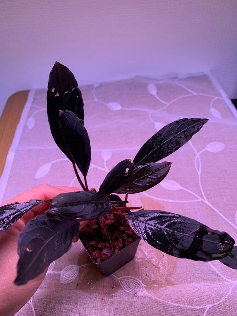 ブセファランドラ　スケルトンキング　１５株