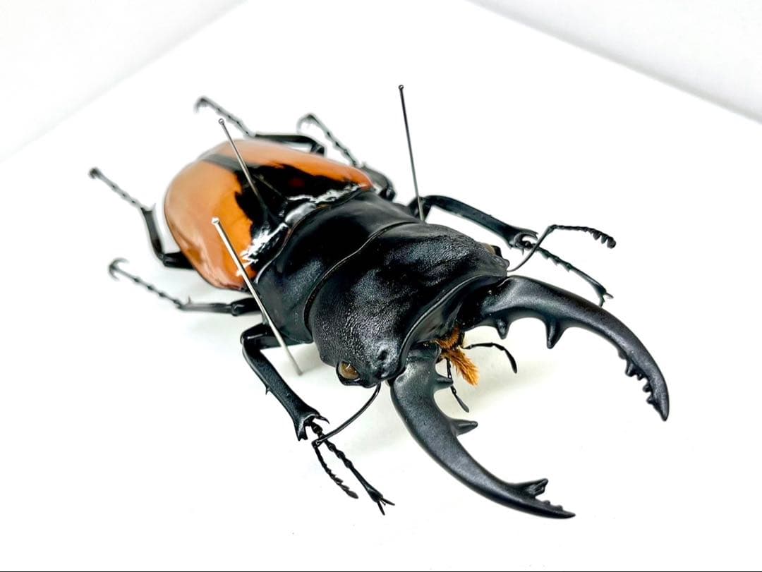 ブルマイスターツヤクワガタ　標本　ペア