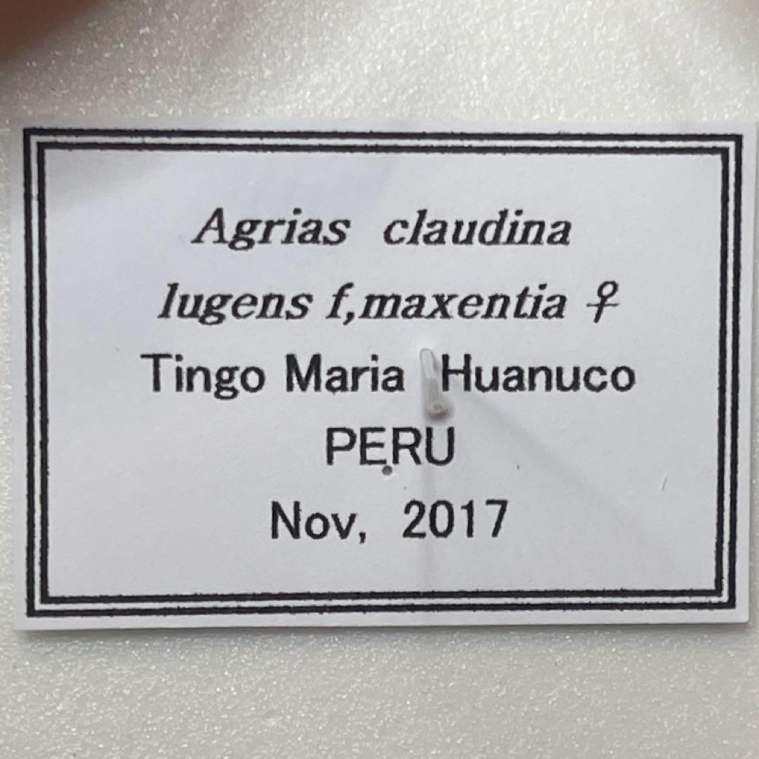 Agrias claudina lugens ♀8mm