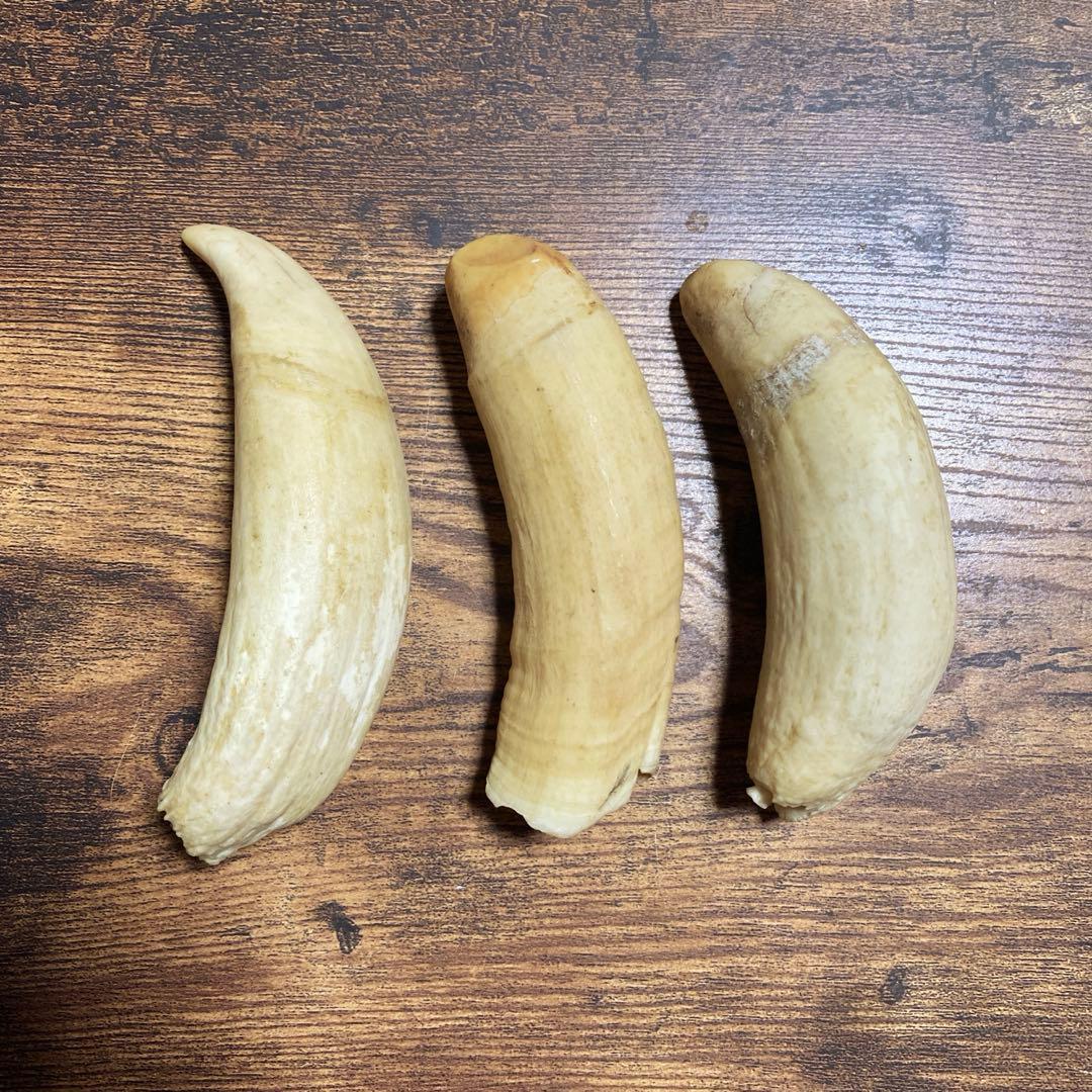 【希少・当時物】マッコウクジラの歯 3本セット（合計 約399g）鯨歯