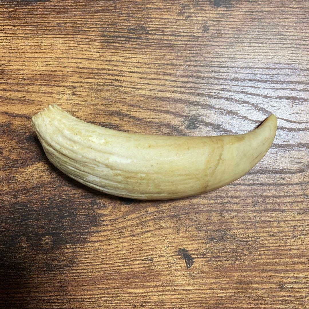 【希少・当時物】マッコウクジラの歯 3本セット（合計 約399g）鯨歯