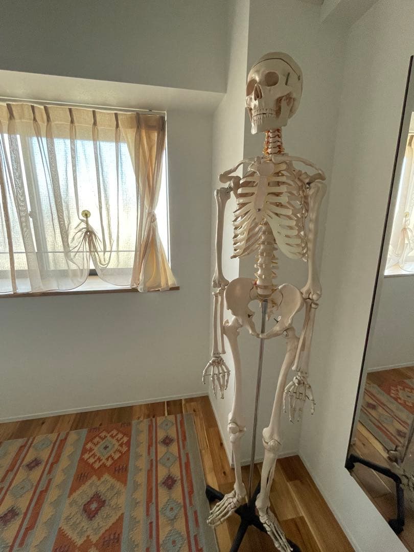 可動式プラスチック人体模型 約170cm 解剖学