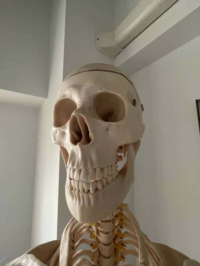 可動式プラスチック人体模型 約170cm 解剖学