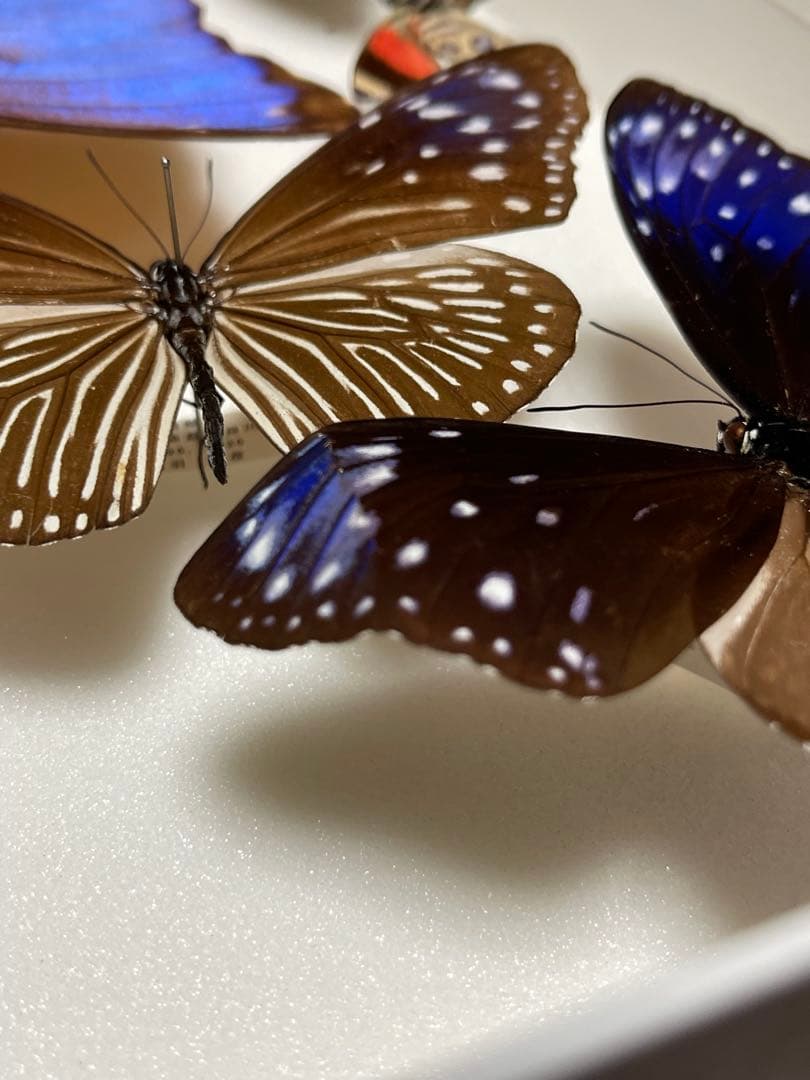 希少！外国産 国産 蝶標本12セット ディディウスモルフォ/ナンベイコムラサキ等