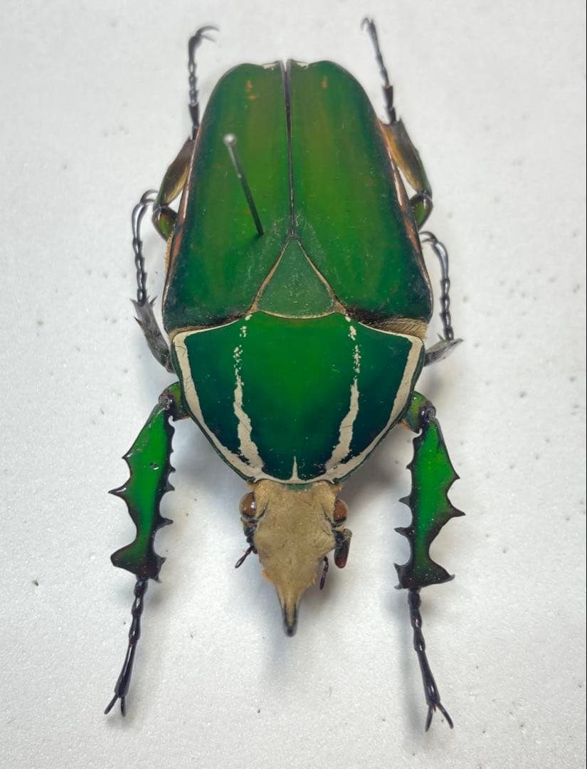 メキノリーナ・トルクアータ　オオツノカナブン　約56ミリ　1983年　アフリカ