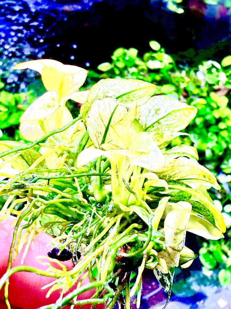 アヌビアス・ナナホワイト＋ブセファランドラ・バイオレット　セット