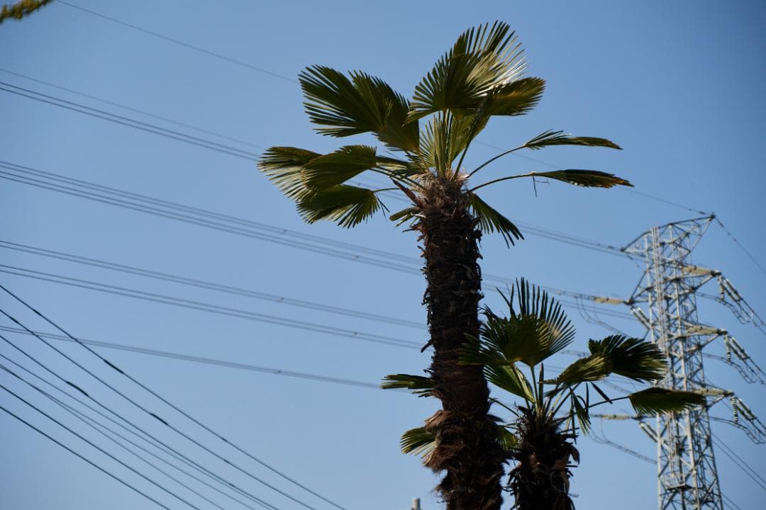 SMC PENTAX F1.4 /50mm KマウントL80