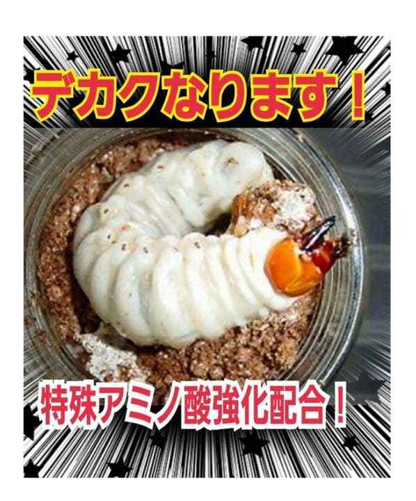 極上！黒アワビタケ菌糸瓶【10本】初令、2令に最適なサイズ！ニジイロクワガタに！