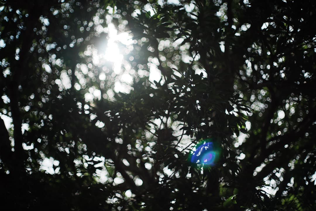 【極美品】動作◎ ニコン Ai Nikkor 50mm F2 990