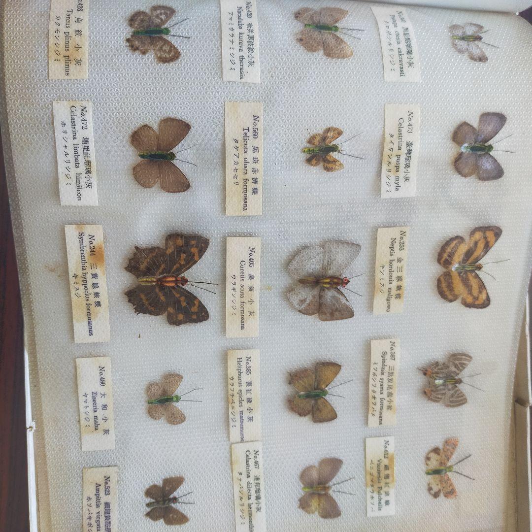 台湾産蝶類 標本 No. 100　101枚　中国
