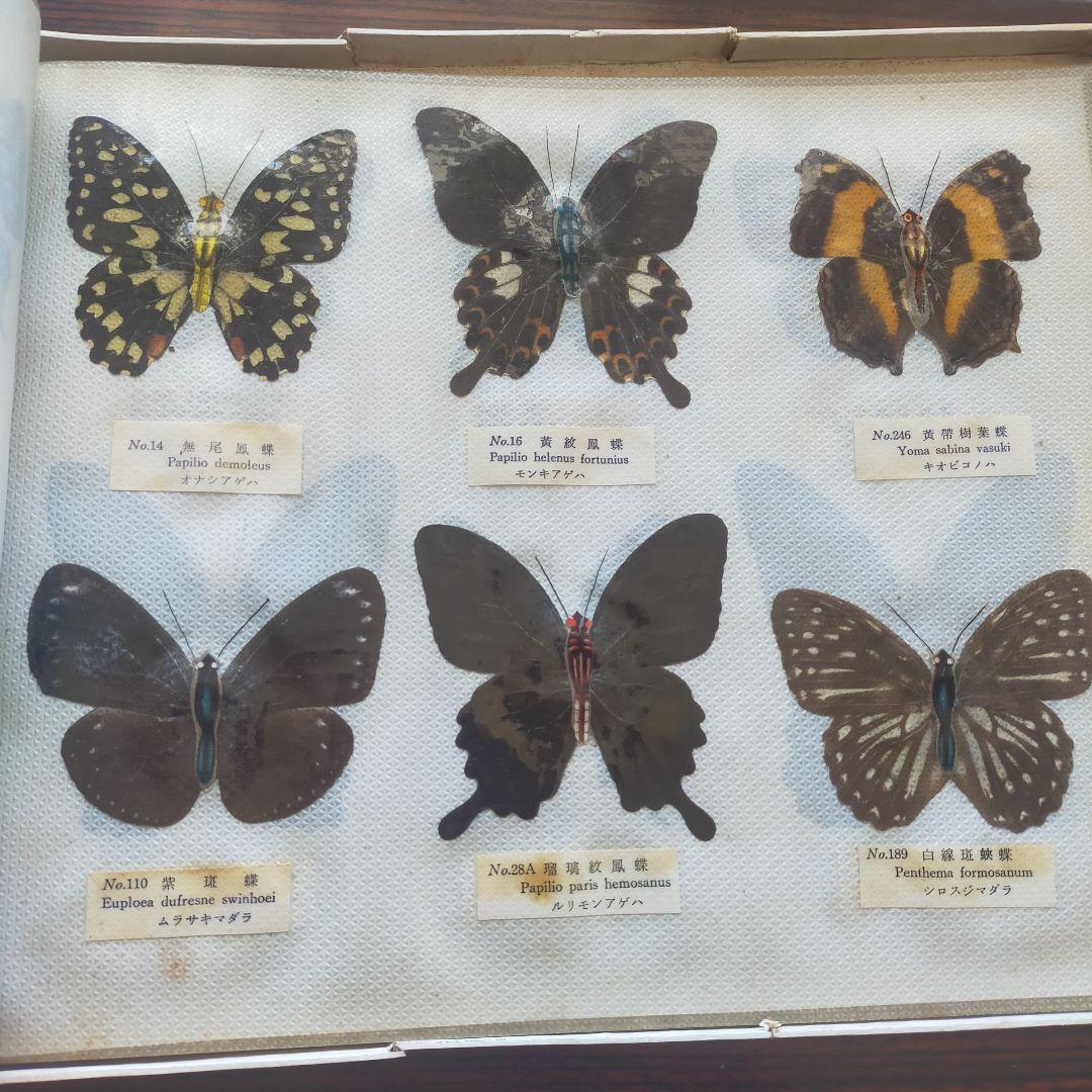 台湾産蝶類 標本 No. 100　101枚　中国