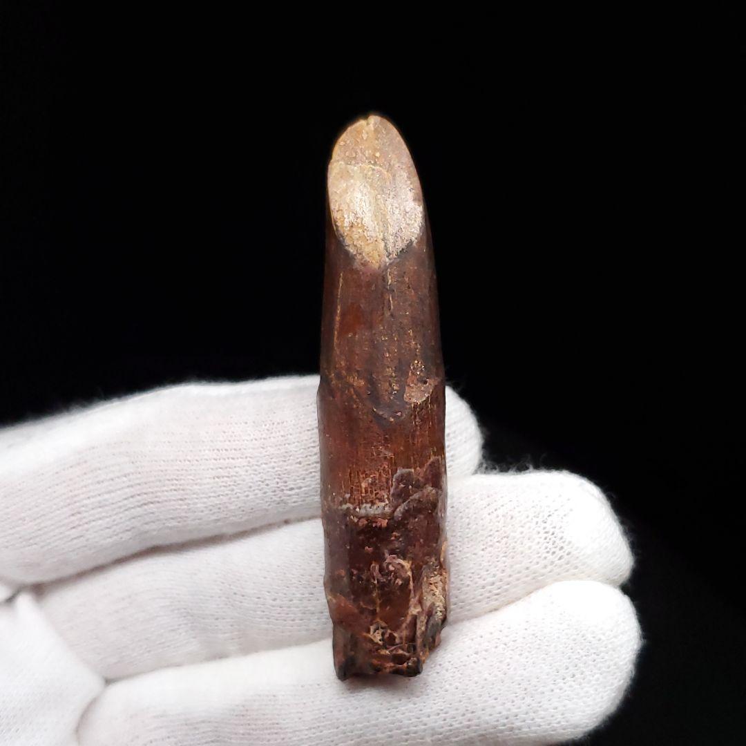 極上 レッバキサウルス 歯 化石 本物 モロッコ産 61.80mm  fr104