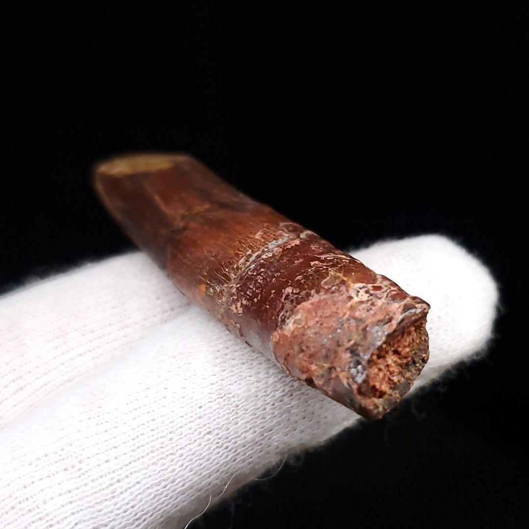 極上 レッバキサウルス 歯 化石 本物 モロッコ産 61.80mm  fr104