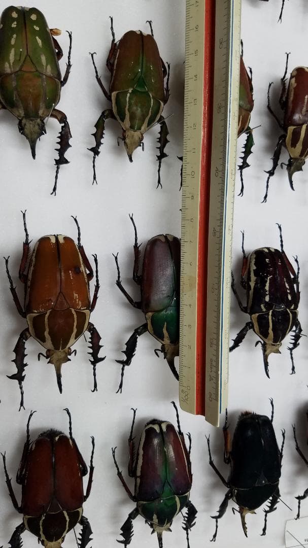 コレクションシリーズウガンデンシス