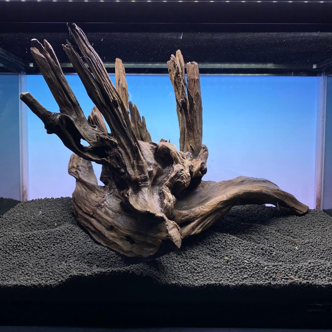 MRW-5822 赤系天然流木　自立流木　1点物　流木　アクアリウム