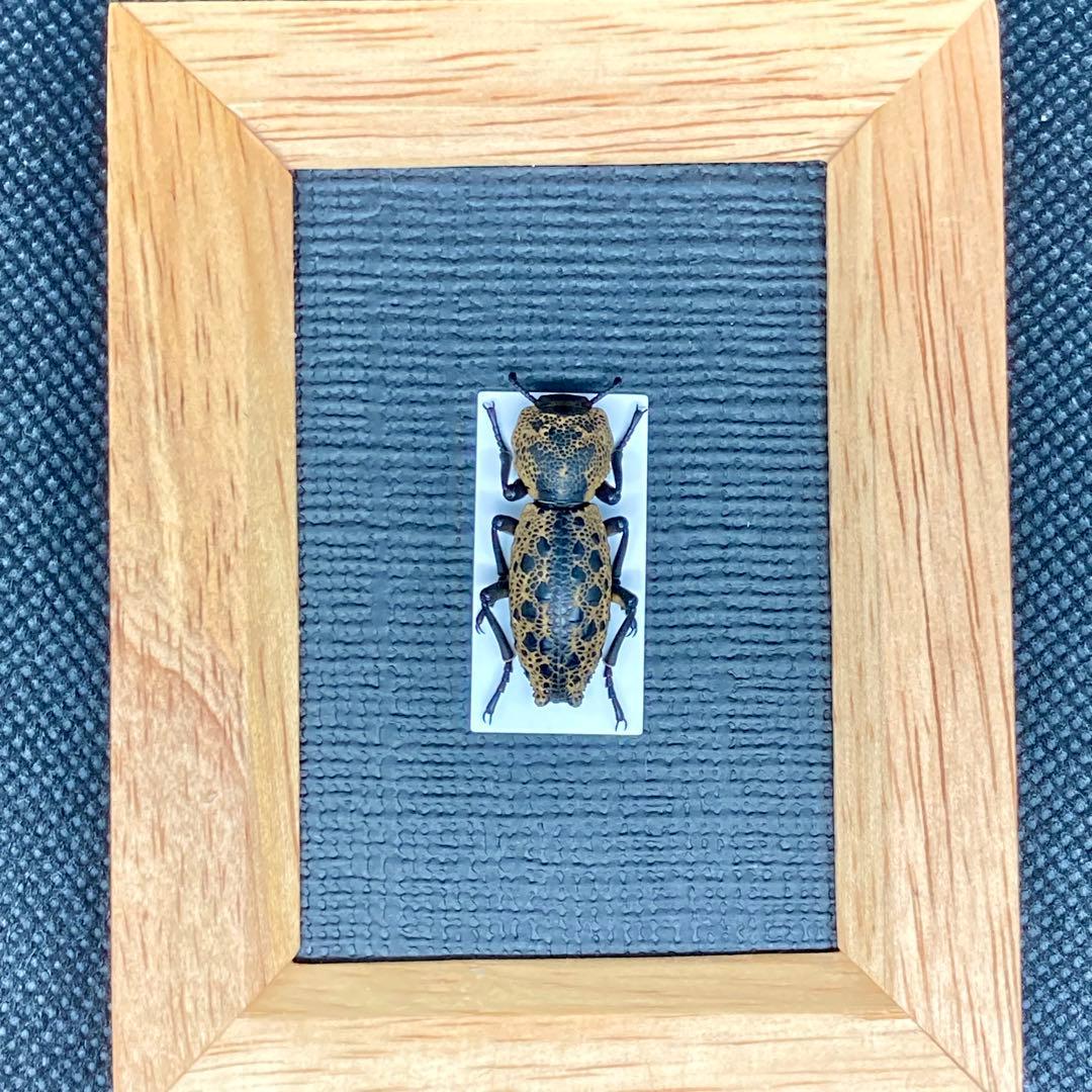 黒い宝石を散りばめたような大型のゴミダマ【標本】