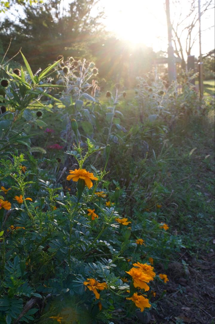 Nikon Z6 ミラーレスカメラ 本体と付属品