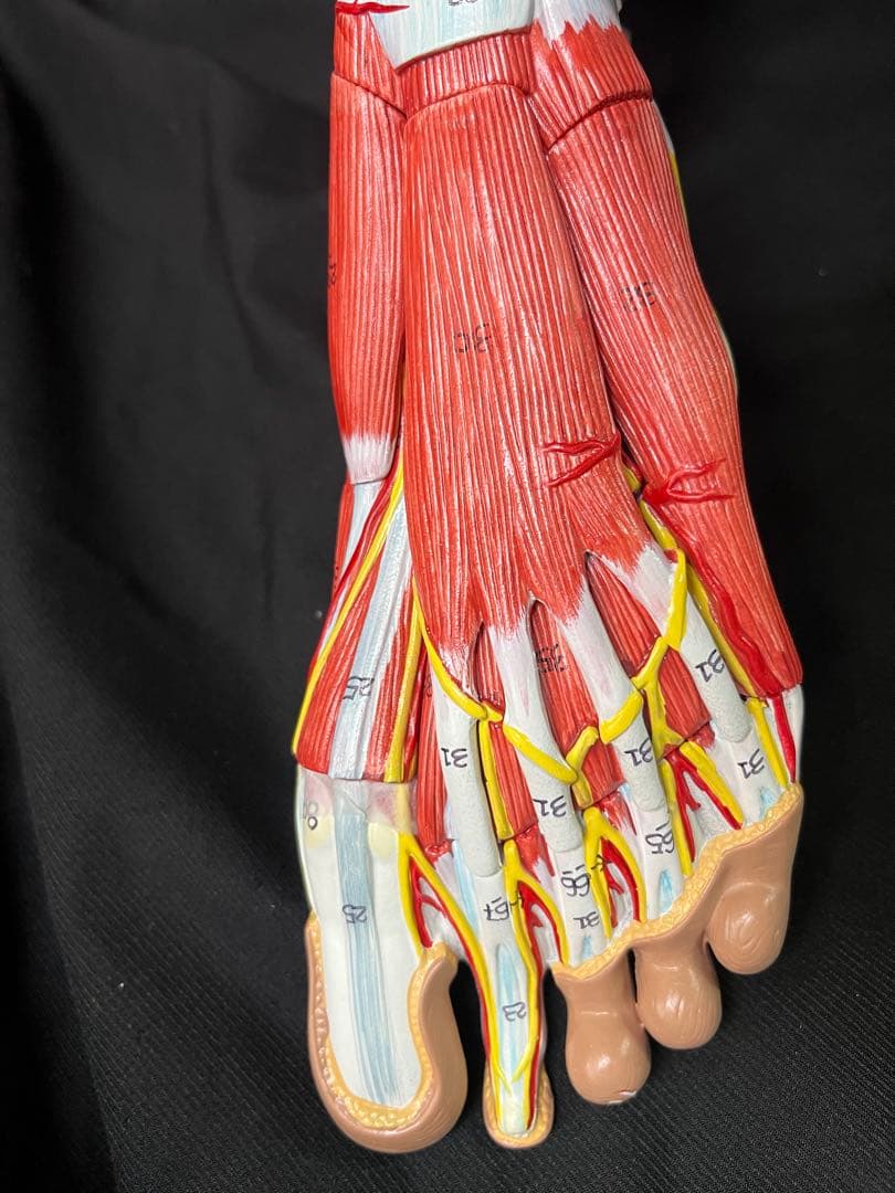 足　筋肉　模型 9分解　人体模型