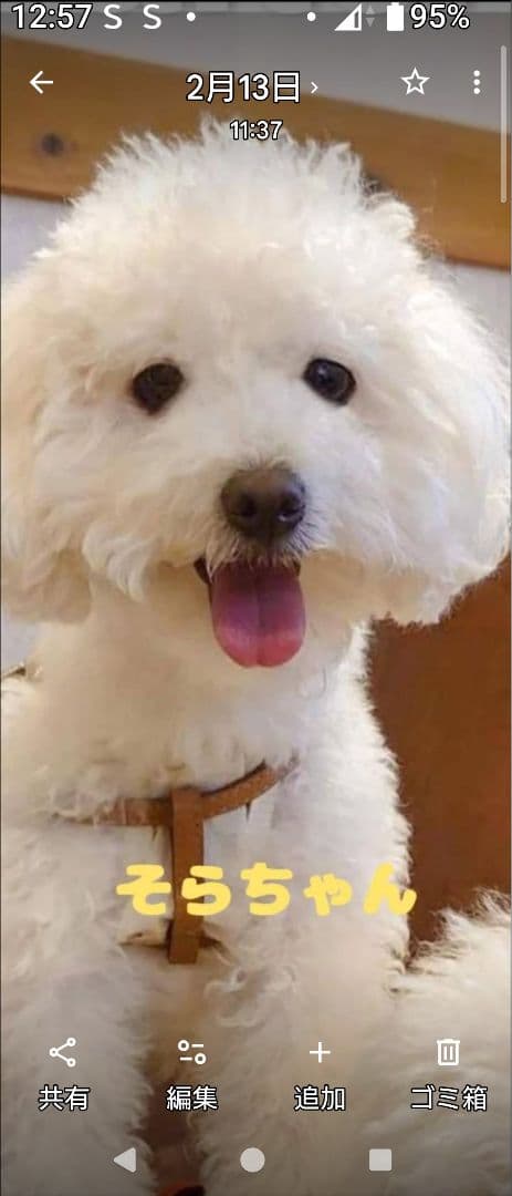 そらちゃんとくうちゃんの写真