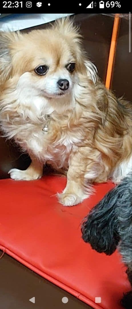 そらちゃんとくうちゃんの写真