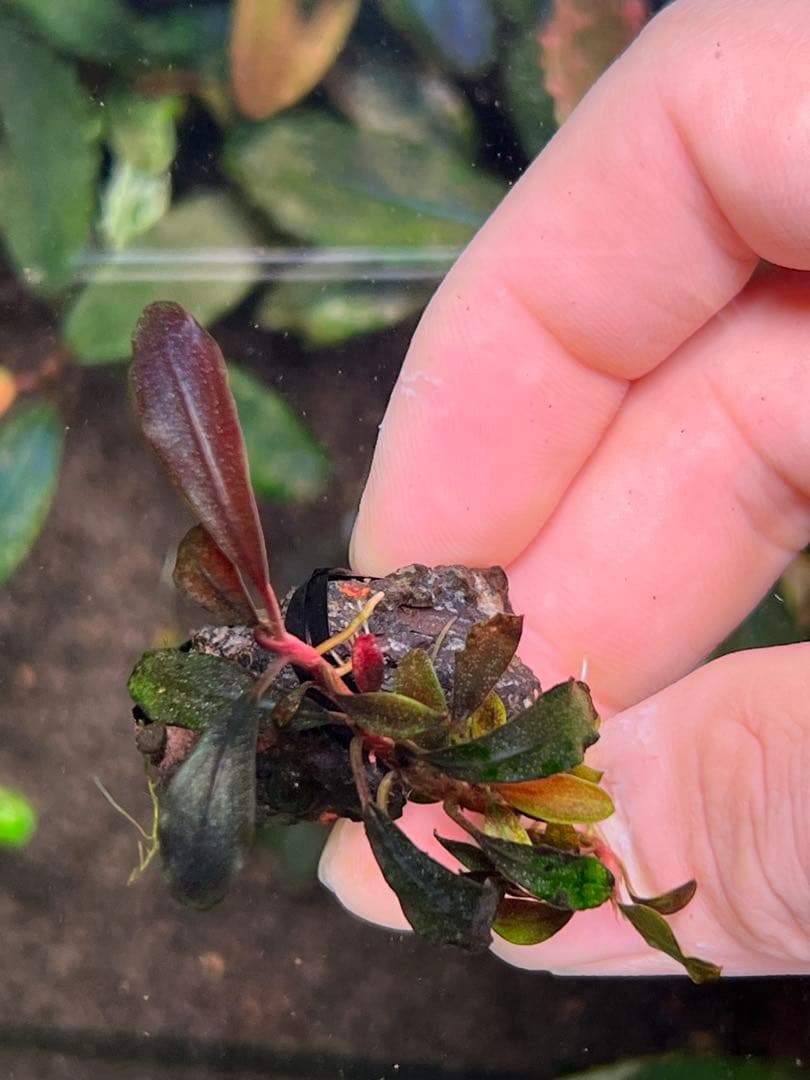 ブセファランドラspゴーストカリマンタン 3株