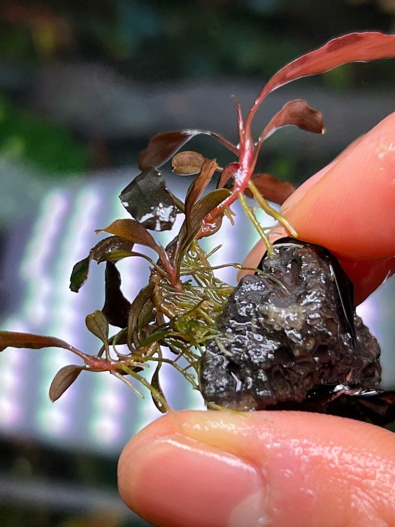 ブセファランドラspゴーストカリマンタン 3株