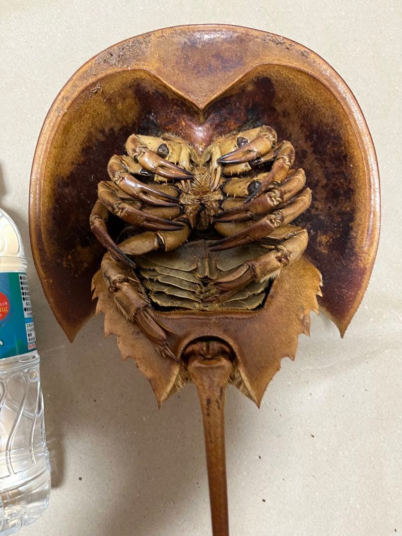 特大カブトガニ標本2体セット