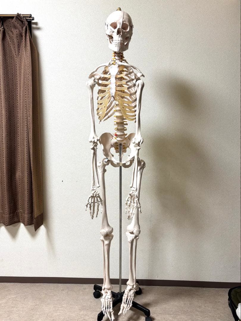 等身大骨格模型170cm キャスタースタンド付き