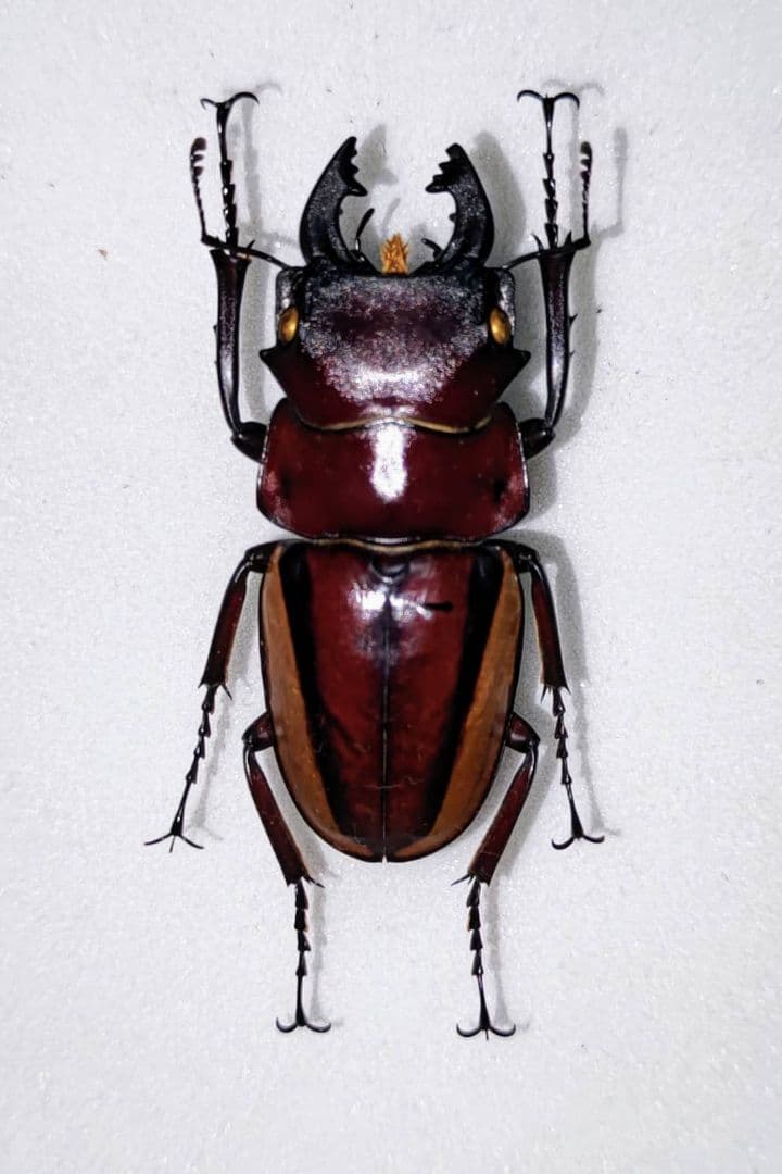 スチーブンスツヤクワガタ 亜種 標本