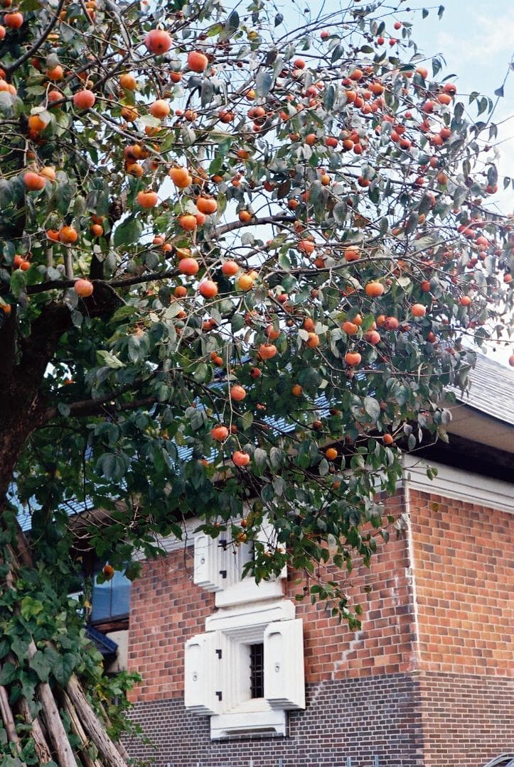 【実写確認整備品】キャノネットQL19G-Ⅲ／45mmf1.9メタルフード付