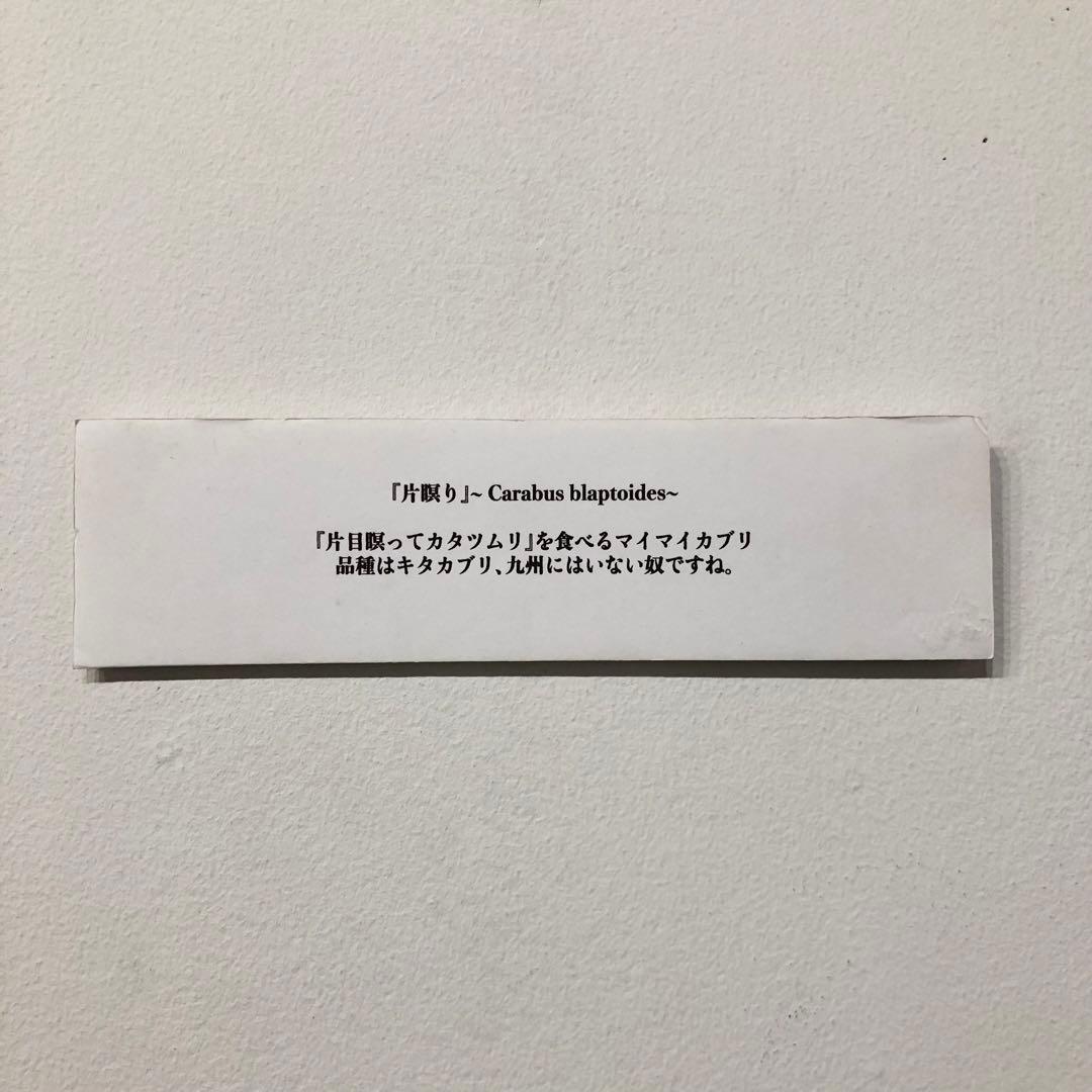 『片瞑り』~ Carabus blaptoides~