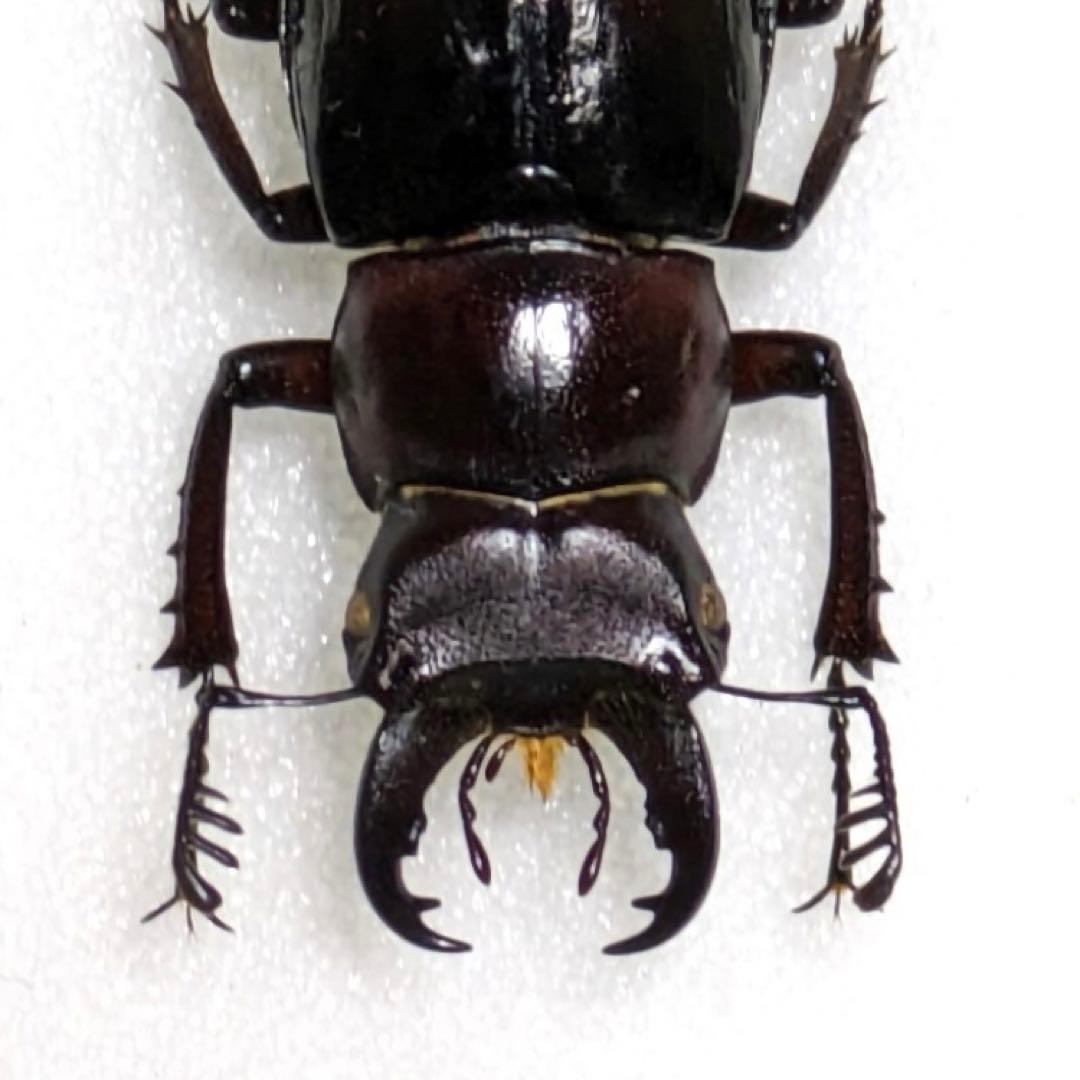 【昆虫標本】ミクラミヤマクワガタ 標本 野生 ワイルド 黄紋型