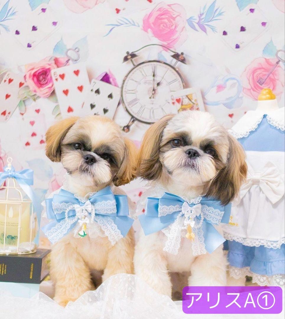 背景布×10枚+2枚プレゼント　ペット撮影用ブース　トリミングチョーカーも販売中