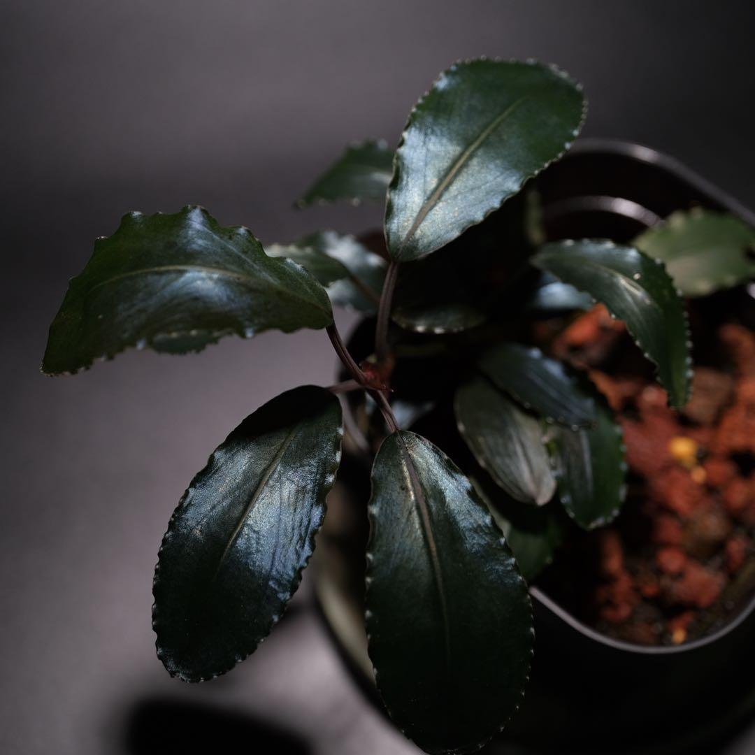 K@RさんBucephalandra sp. Dark Africa