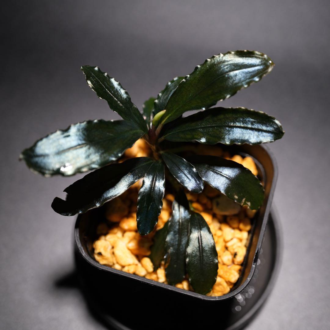 K@RさんBucephalandra sp. Dark Africa