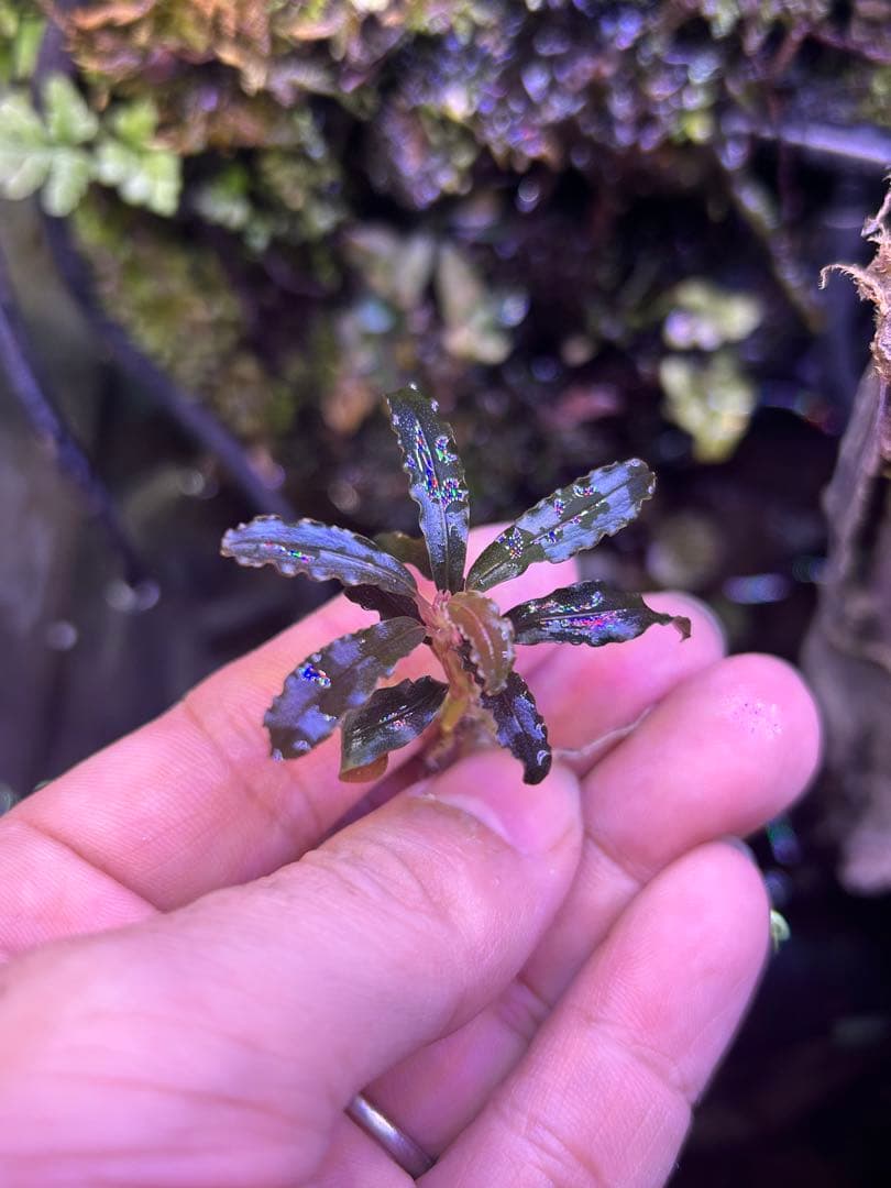 ブセファランドラクダガン レッド（ゴジラ）水上葉25株