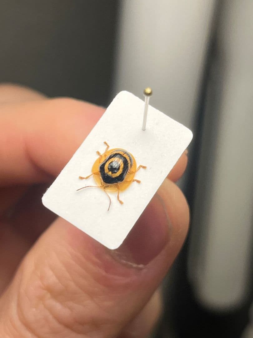 【5mm】目玉模様の特徴的なカメノコハムシ昆虫標本 タマムシカミキリテントウムシ