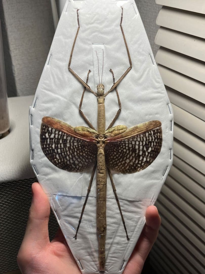 【極美】ブルナナフシ250mm程 コノハムシカマキリマンティス昆虫標本