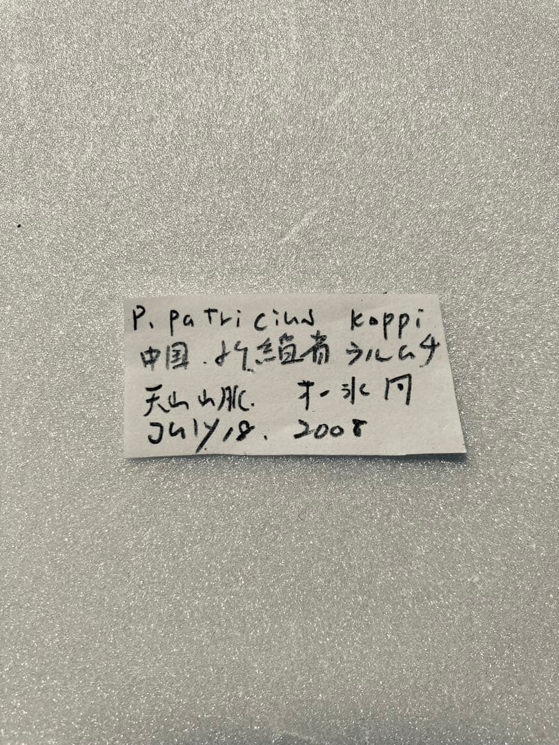 パルナシウス・パトリキウス・コッピ（1メス・中国新疆省）